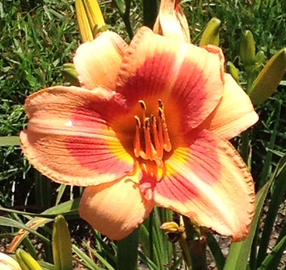 Photo of Daylily (Hemerocallis 'Real Wind') uploaded by bxncbx