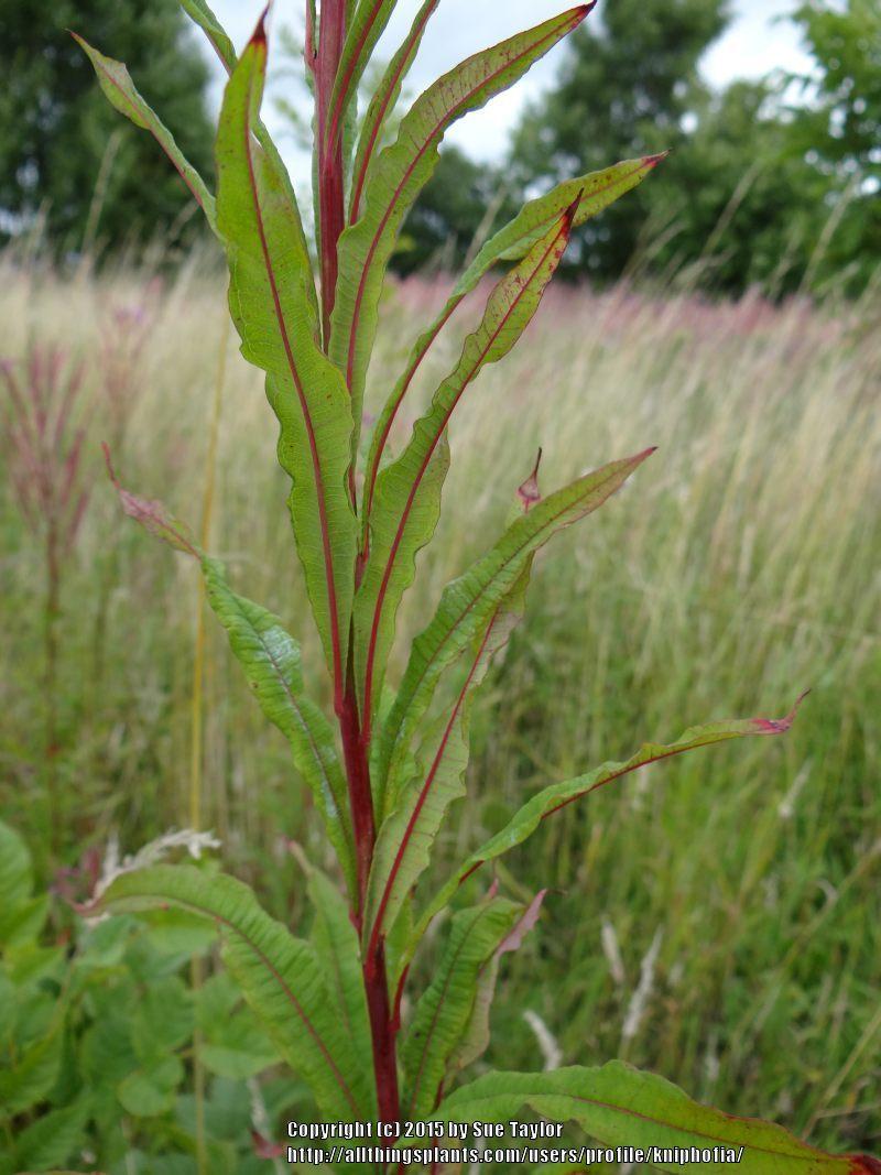 Photo of Fireweed (Chamaenerion angustifolium subsp. angustifolium) uploaded by kniphofia