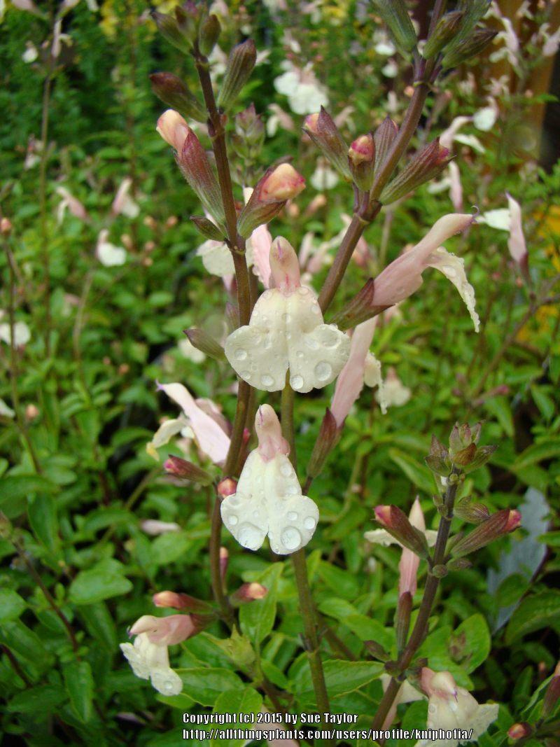 Photo of Sage (Salvia microphylla 'Trelissick Creamy Yellow') uploaded by kniphofia
