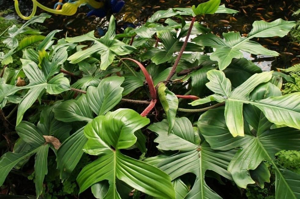 Photo of Philodendron (Philodendron squamiferum) uploaded by skylark