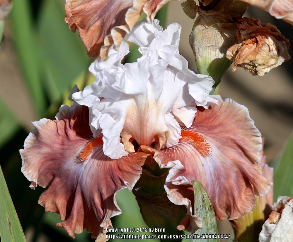 Photo of Tall Bearded Iris (Iris 'Magic Mirror') uploaded by ARUBA1334