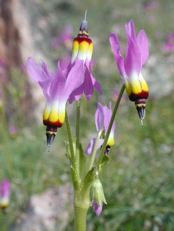 Photo of Dodecatheon clevelandii subsp. patulum uploaded by Calif_Sue