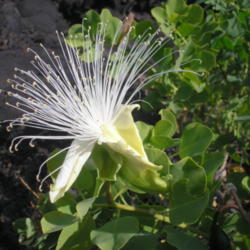 Location: Keahole Airport, Kona, Hawai'i Island
Date: 3/2013
Full bloom, early in the morning.