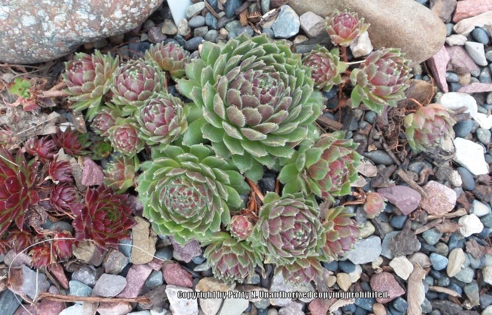 Photo of Hen and chicks (Sempervivum 'Quintessence') uploaded by Patty
