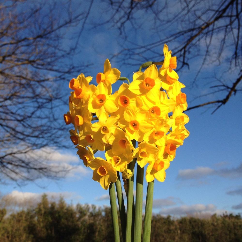 Photo of Tazetta Daffodil (Narcissus 'Innisidgen') uploaded by MikeBrown