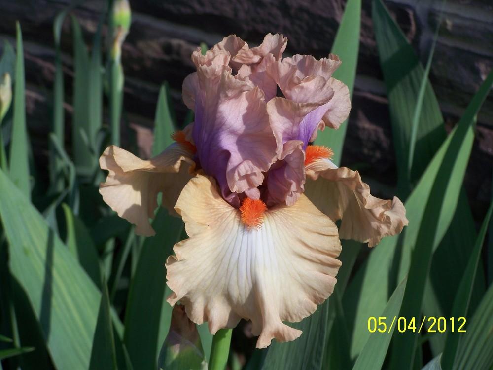 Photo of Tall Bearded Iris (Iris 'Bel Esprit') uploaded by Misawa77