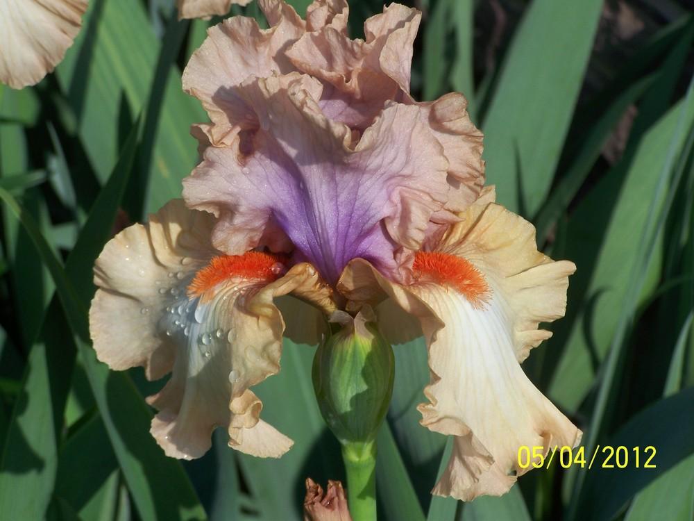 Photo of Tall Bearded Iris (Iris 'Bel Esprit') uploaded by Misawa77