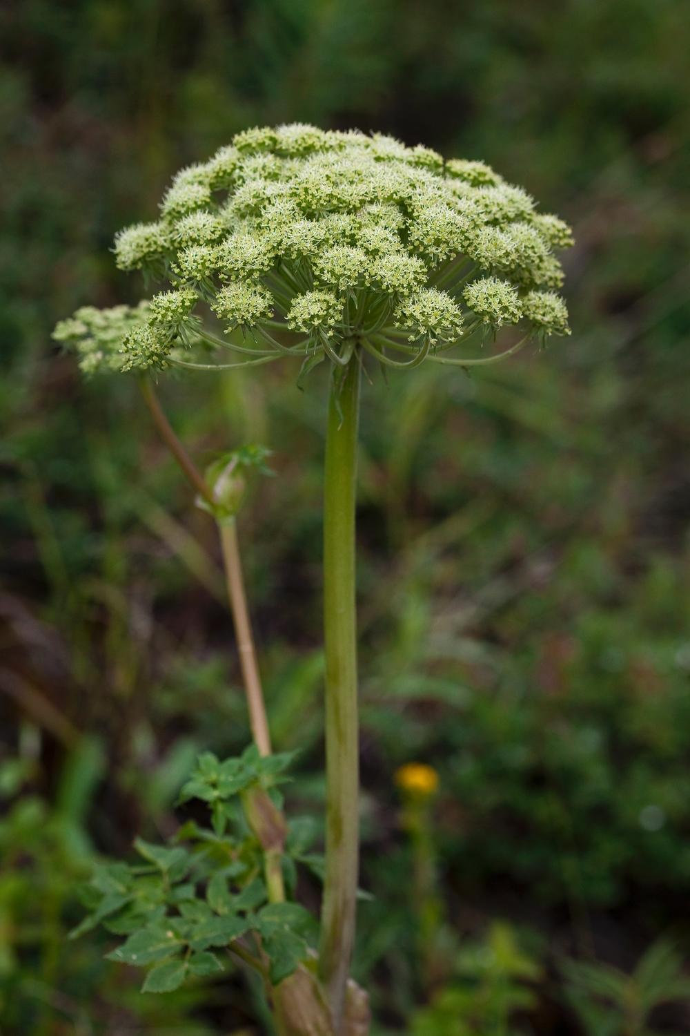 Photo of Seacoast Angelica (Angelica lucida) uploaded by admin