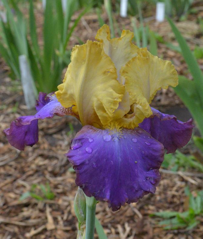 Photo of Tall Bearded Iris (Iris 'Bold Accent') uploaded by brettbarney73