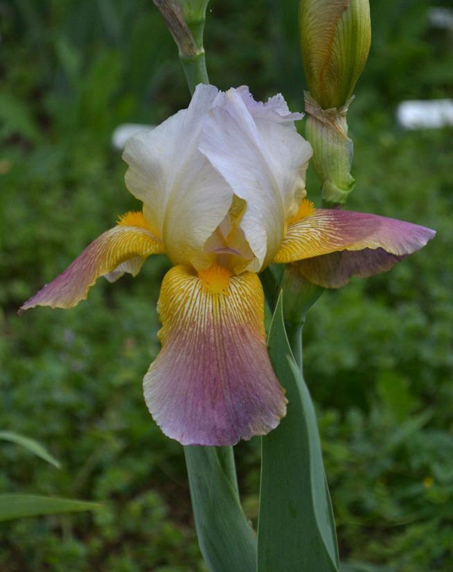 Photo of Tall Bearded Iris (Iris 'At Dawning') uploaded by brettbarney73
