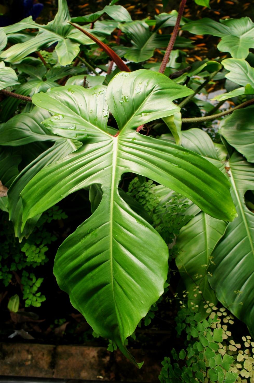 Photo of Philodendron (Philodendron squamiferum) uploaded by skylark