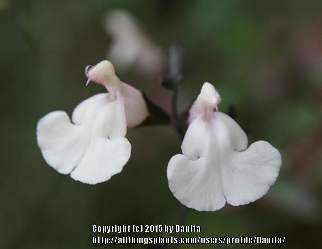 Photo of Salvia (Salvia x jamensis Heatwave™ Glimmer) uploaded by Danita