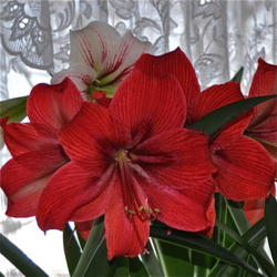 
Date: 2015-02-27 
A Bouquet of Amaryllis'