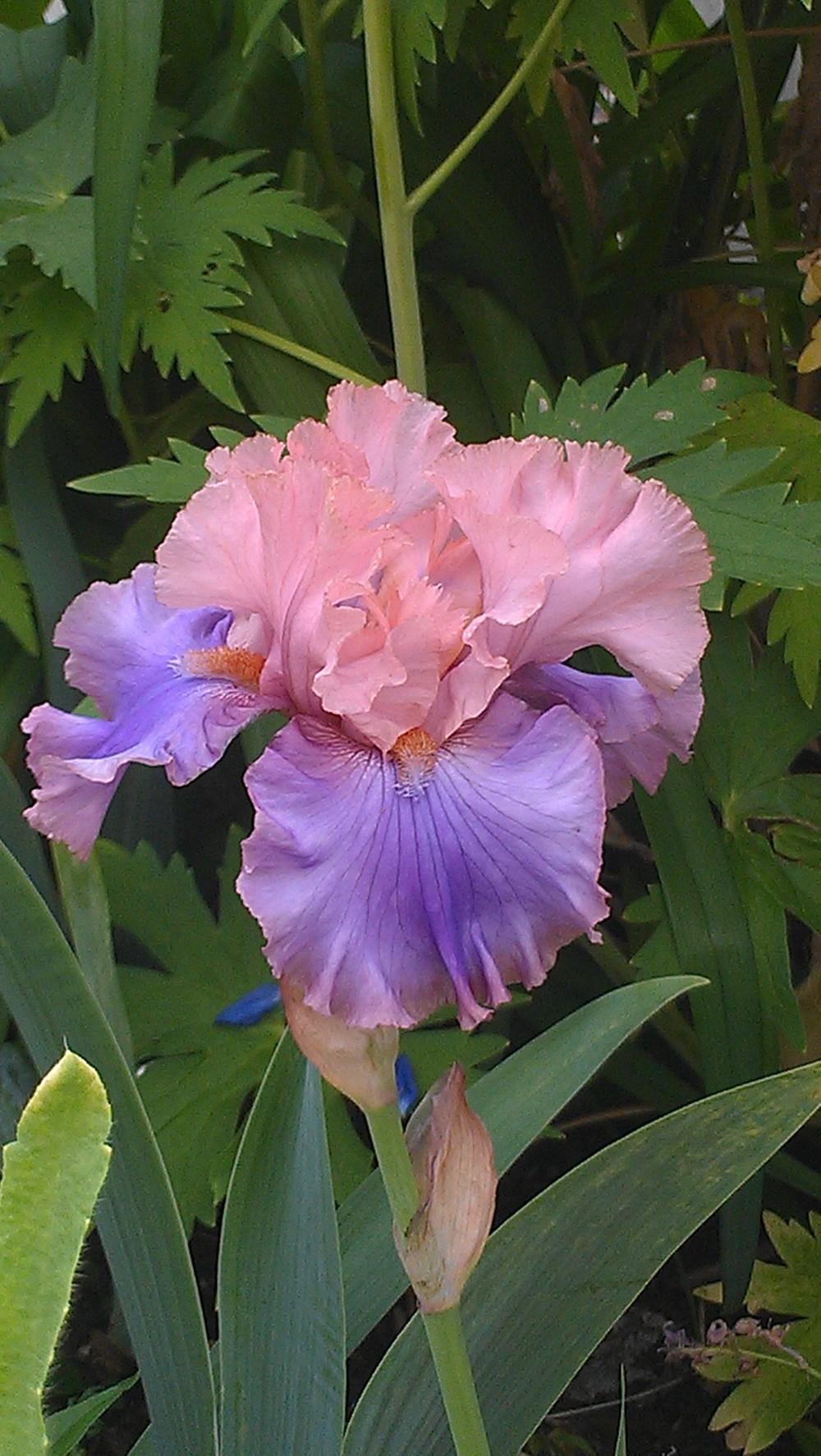 Photo of Tall Bearded Iris (Iris 'Florentine Silk') uploaded by Irislady