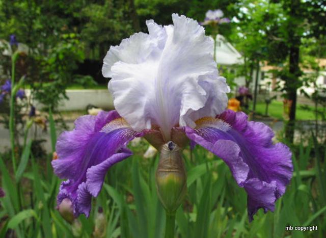 Photo of Tall Bearded Iris (Iris 'World Class') uploaded by MargieNY