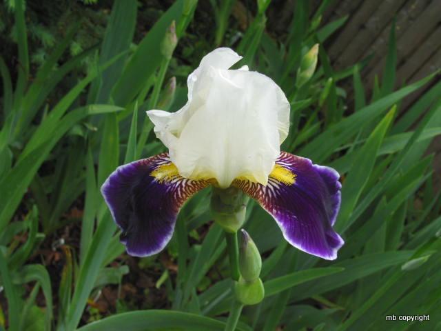 Photo of Tall Bearded Iris (Iris 'Wabash') uploaded by MargieNY