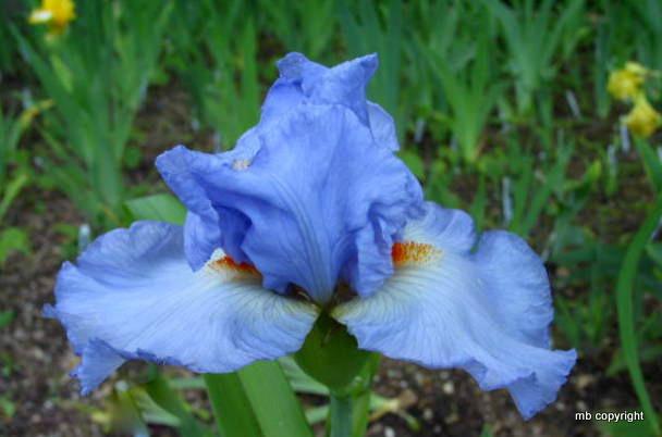 Photo of Tall Bearded Iris (Iris 'Vivien') uploaded by MargieNY