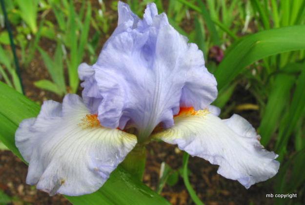 Photo of Tall Bearded Iris (Iris 'Vivien') uploaded by MargieNY