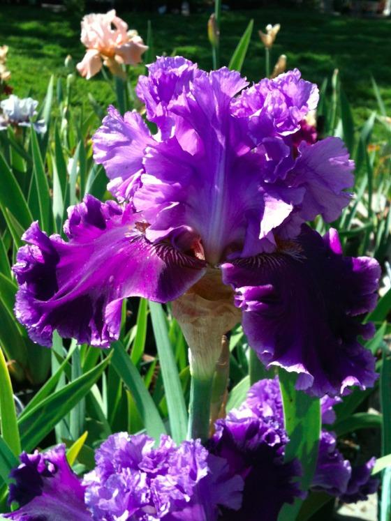 Photo of Tall Bearded Iris (Iris 'Louisa's Song') uploaded by Moiris
