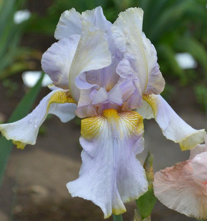 Photo of Tall Bearded Iris (Iris 'Lula Marguerite') uploaded by brettbarney73