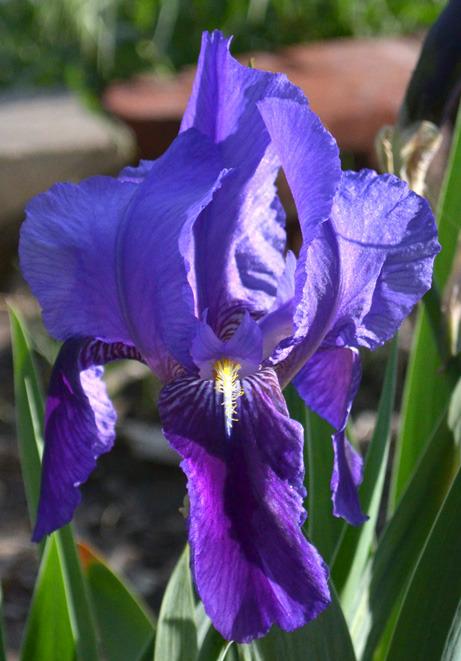 Photo of Intermediate Bearded Iris (Iris 'Kharput') uploaded by brettbarney73