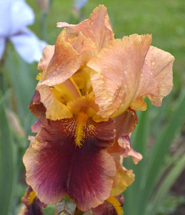 Photo of Tall Bearded Iris (Iris 'Kin-na-Zin') uploaded by brettbarney73