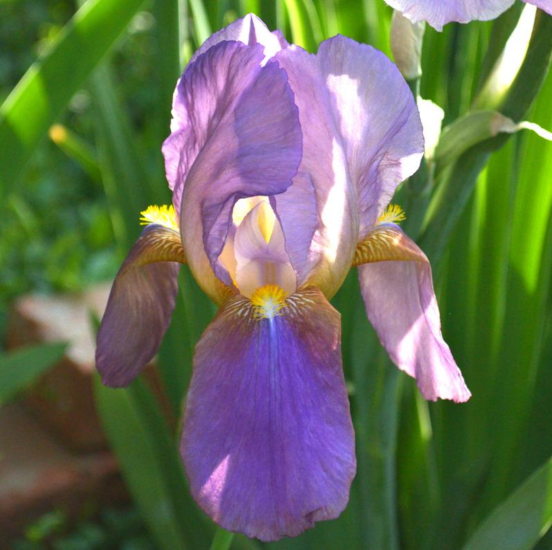 Photo of Tall Bearded Iris (Iris 'Rhea') uploaded by brettbarney73