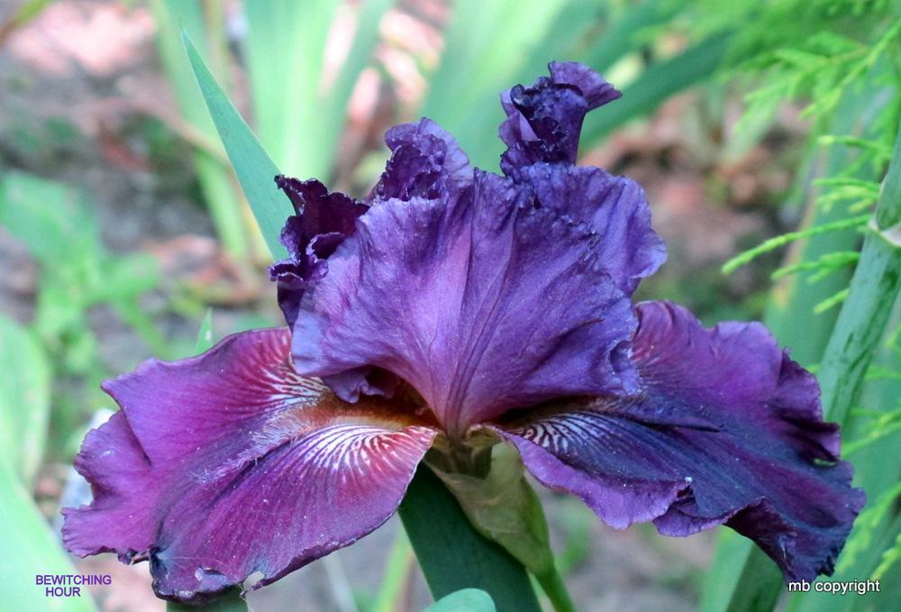 Photo of Tall Bearded Iris (Iris 'Bewitching Hour') uploaded by MargieNY