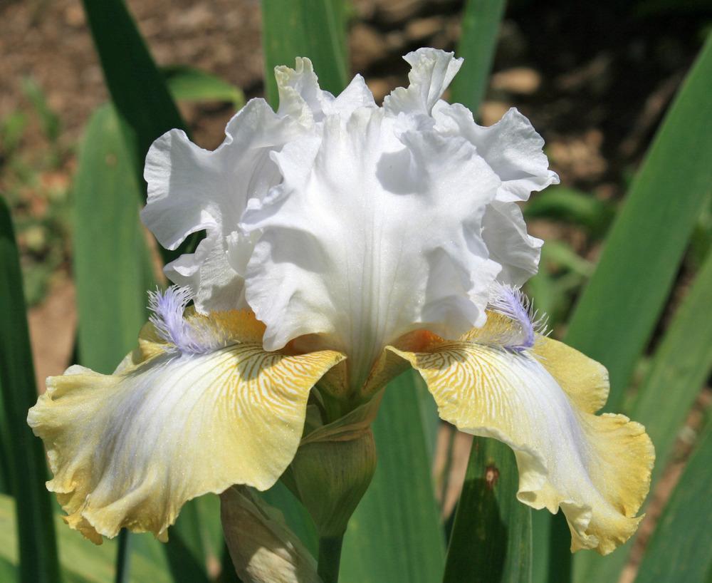 Photo of Tall Bearded Iris (Iris 'Crystal Fountain') uploaded by Snork