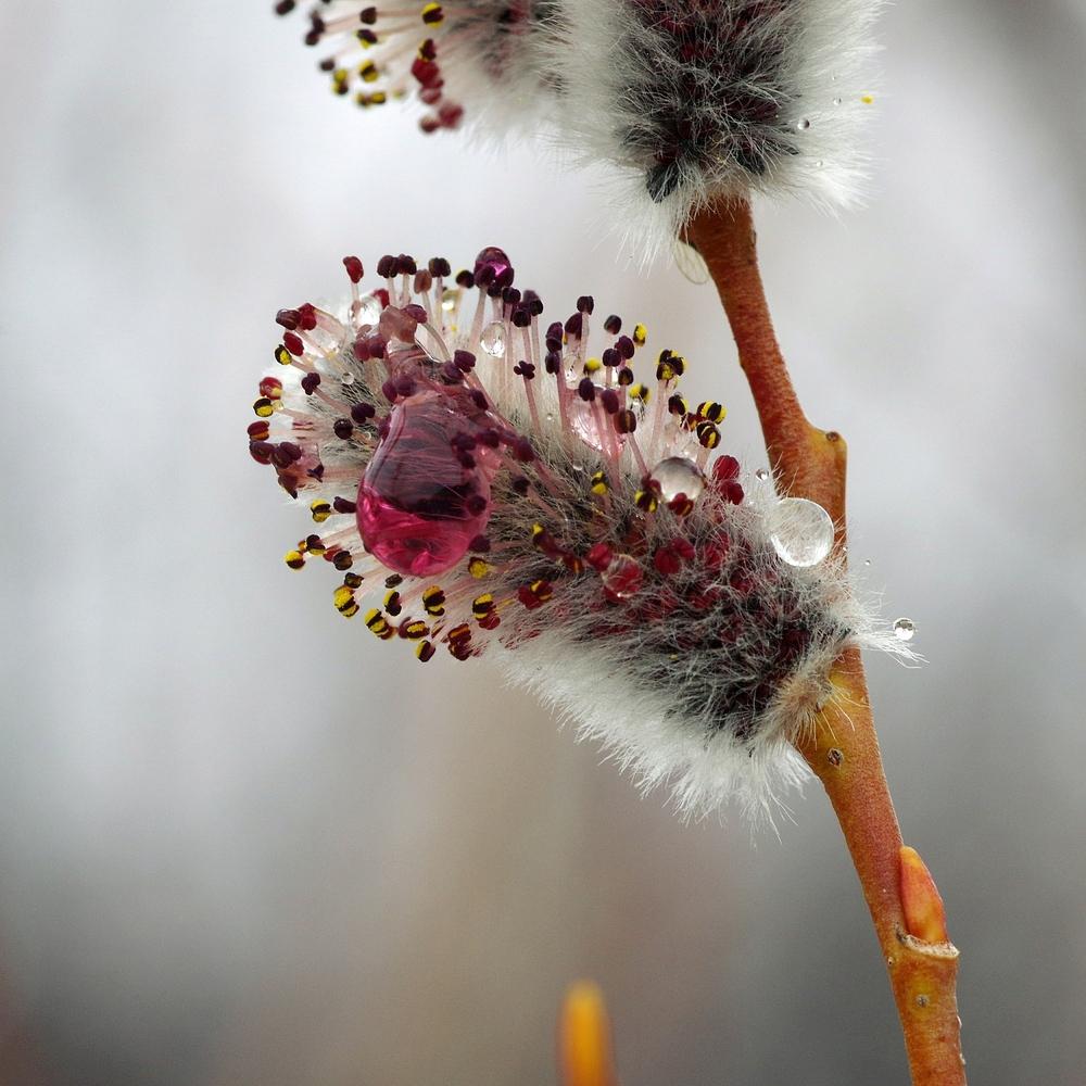 Photo of Willow (Salix) uploaded by dirtdorphins