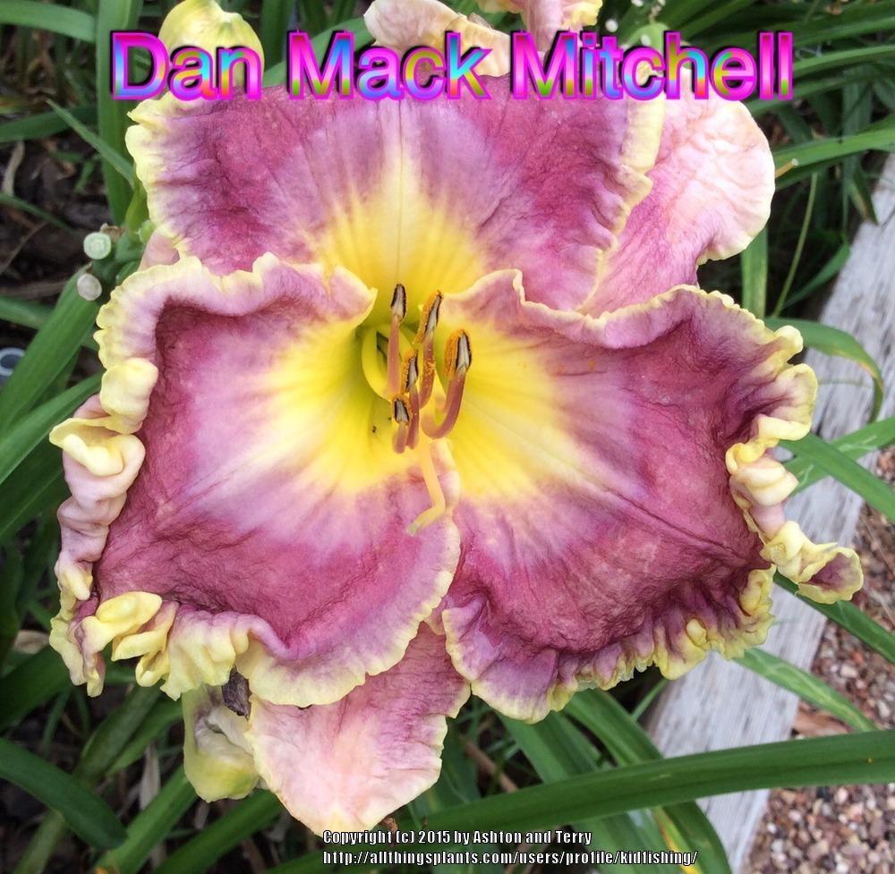 Photo of Daylily (Hemerocallis 'Dan Mack Mitchell') uploaded by kidfishing