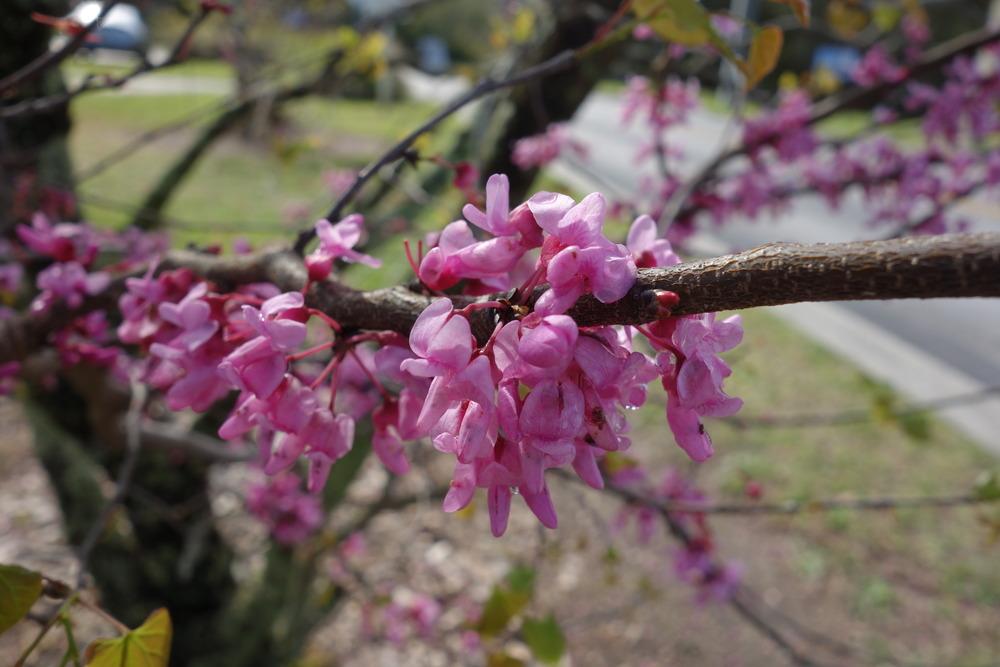 Photo of Eastern Redbud (Cercis canadensis) uploaded by mellielong
