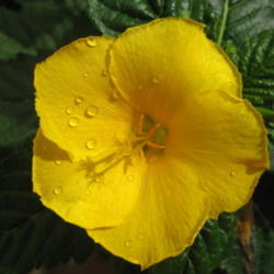 Location: Colima, Colima Mexico (Zone 11)
Date: 2012-06-25
Turnera ulmifolia (Yellow Alder)