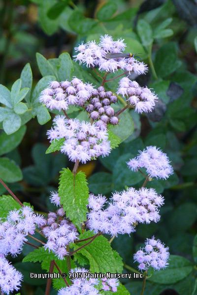 Photo of Blue Mistflower (Conoclinium coelestinum) uploaded by Joy