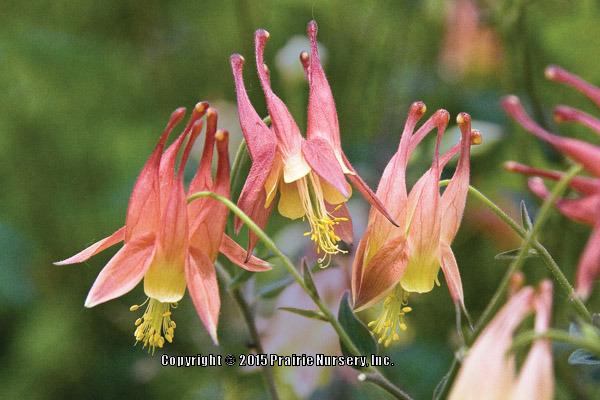 Photo of Eastern Red Columbine (Aquilegia canadensis) uploaded by Joy