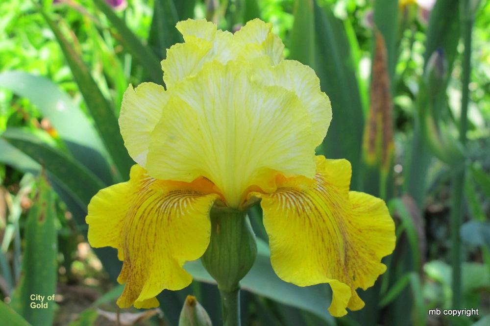 Photo of Tall Bearded Iris (Iris 'City of Gold') uploaded by MargieNY