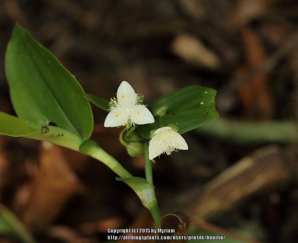 Photo of Inch Plant (Tradescantia fluminensis) uploaded by bonitin