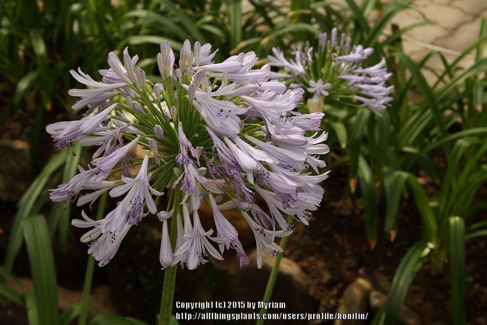 Photo of Lily of the Nile (Agapanthus) uploaded by bonitin