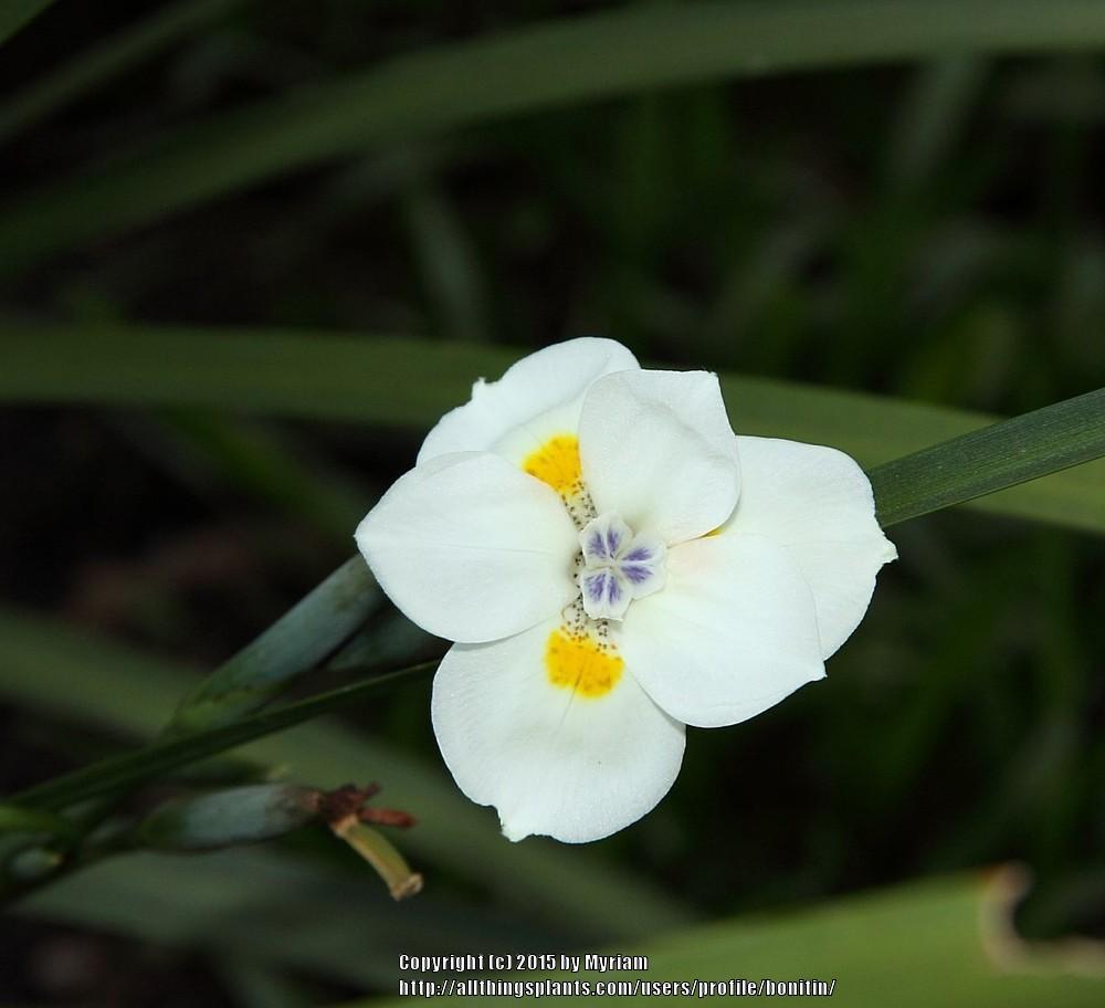 Photo of Fortnight Lily (Dietes bicolor 'Lemon Drop') uploaded by bonitin