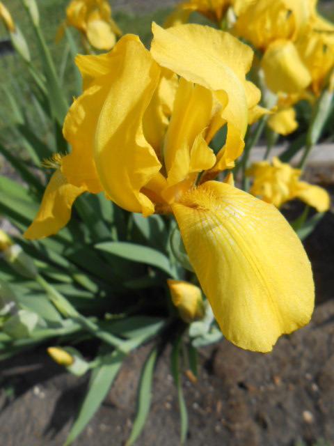 Photo of Tall Bearded Iris (Iris 'Sherwin-Wright') uploaded by crowrita1