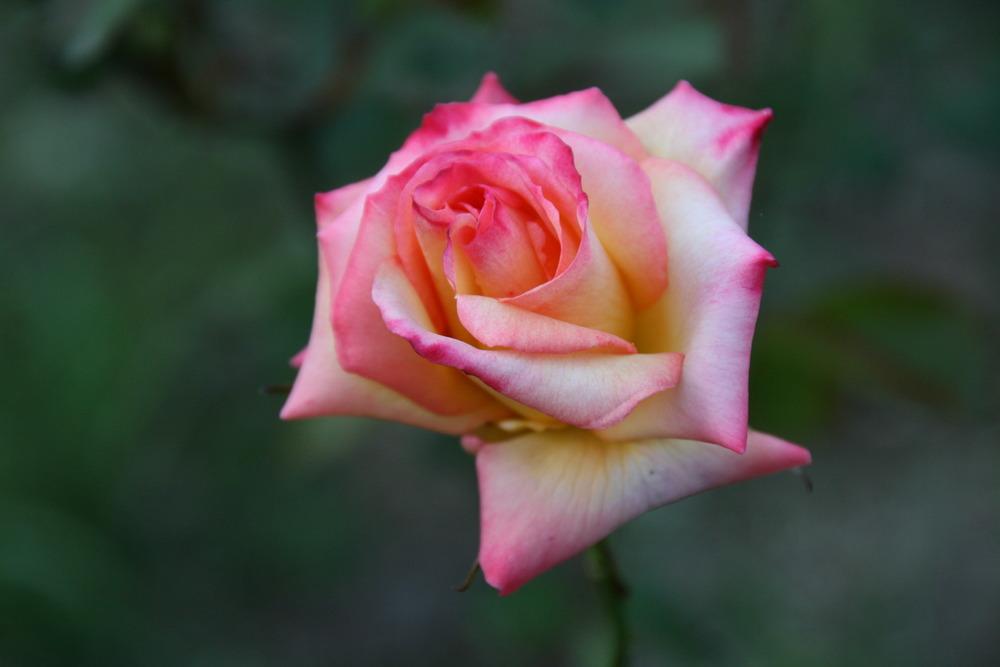 Photo of Rose (Rosa 'Solar Flair') uploaded by Calif_Sue