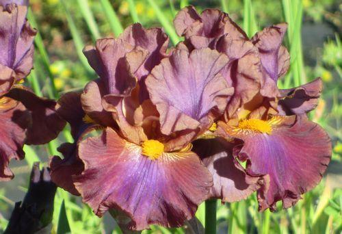 Photo of Border Bearded Iris (Iris 'Dance Gypsy') uploaded by Calif_Sue