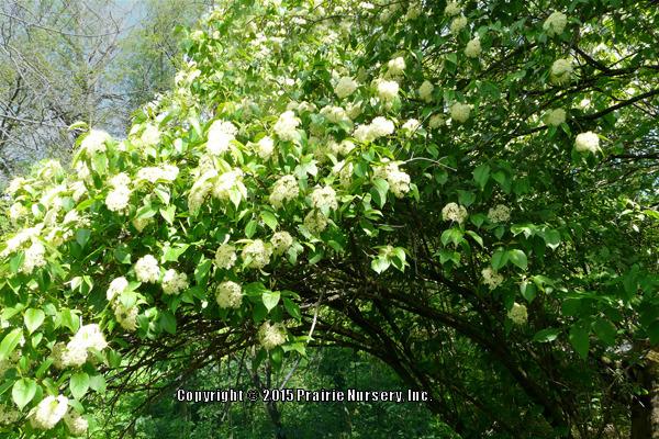 Photo of Nannyberry Viburnum (Viburnum lentago) uploaded by Joy