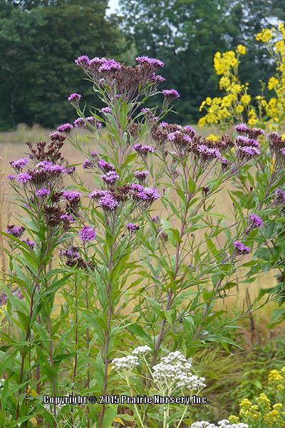 Photo of Smooth Ironweed (Vernonia fasciculata) uploaded by Joy