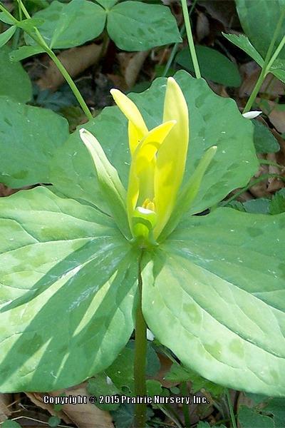 Photo of Yellow Trillium (Trillium luteum) uploaded by Joy