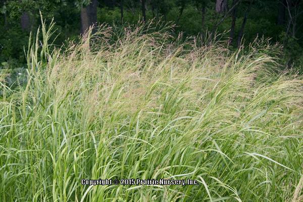 Photo of Switchgrass (Panicum virgatum) uploaded by Joy