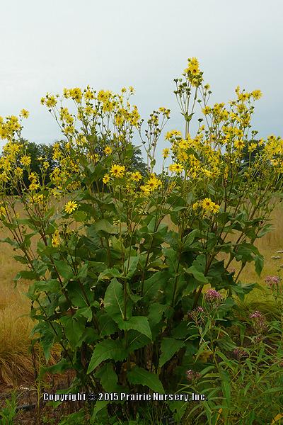 Photo of Cup Plant (Silphium perfoliatum) uploaded by Joy