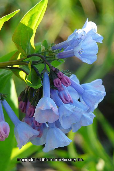 Photo of Virginia Bluebells (Mertensia virginica) uploaded by Joy