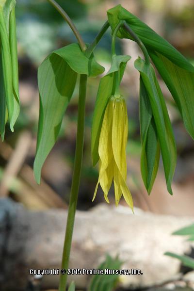 Photo of Large-flowered Bellwort (Uvularia grandiflora) uploaded by Joy