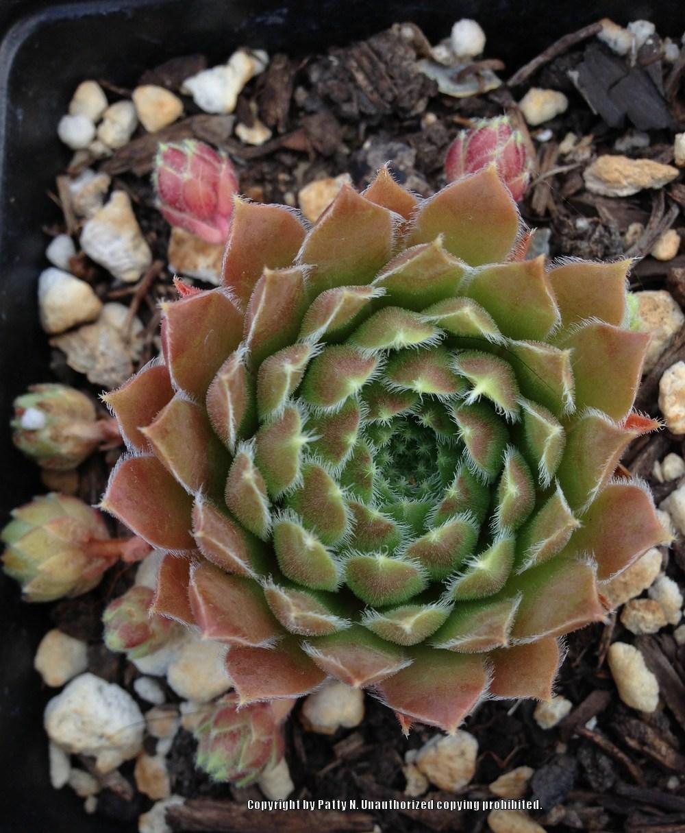Photo of Hen and Chicks (Sempervivum 'Red Summer') uploaded by Patty